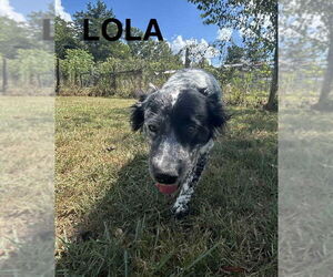 Australian Shepherd-Unknown Mix Dogs for adoption in Woodbury, NY, USA