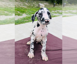 Great Dane Puppy for sale in GILLETT, PA, USA