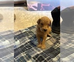 Puppy 5 Goldendoodle