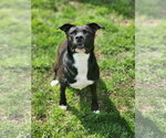 Small #20 American Staffordshire Terrier Mix