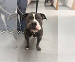 Small Mutt