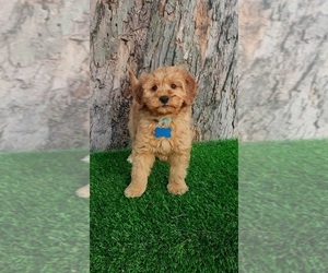 Goldendoodle (Miniature) Puppy for sale in INDIANAPOLIS, IN, USA