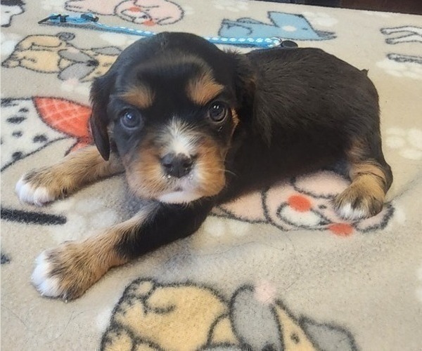 Medium Photo #2 Aussalier Puppy For Sale in ATHOL, ID, USA