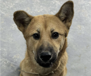 Mutt Dogs for adoption in San Ramon, CA, USA