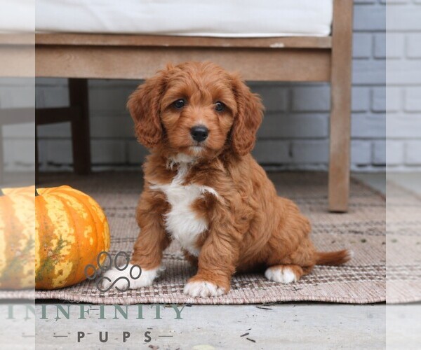 Medium Photo #5 Cavapoo (Miniature) Puppy For Sale in PARADISE, PA, USA