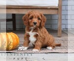 Ava - Female Cavapoo (Miniature) Puppy for Sale - Photo #5