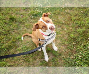 Emma - Female American Staffordshire Terrier-Unknown Mix Dog for Adoption - Photo #16