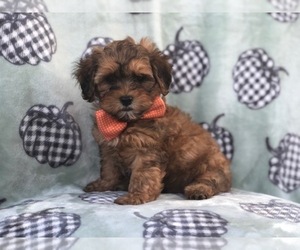 Shih-Poo Puppy for sale in LAKELAND, FL, USA