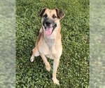 Small #4 German Shepherd Dog Mix