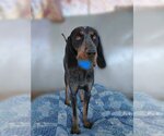 Small Photo #2 Bluetick Coonhound Puppy For Sale in Apple Valley, CA, USA