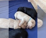 Small #30 Goldendoodle