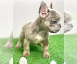 Small Photo #27 French Bulldog Puppy For Sale in MILWAUKEE, WI, USA