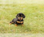 Small #1 Dachshund