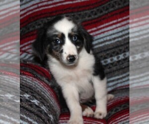 Miniature Australian Shepherd Puppy for sale in LEXINGTON, AL, USA