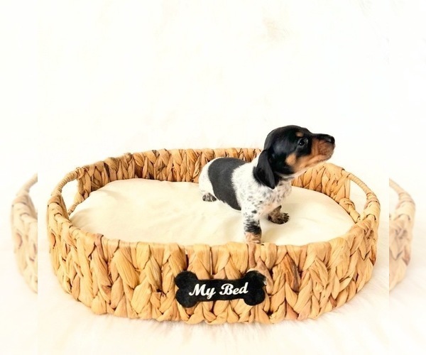 Medium Photo #2 Dachshund Puppy For Sale in DAVIS, CA, USA