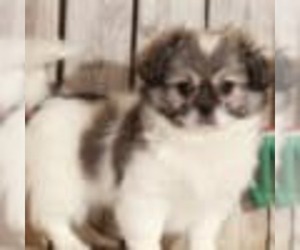 Zuchon Puppy for sale in MOUNT VERNON, OH, USA