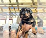 Puppy Yellow Rottweiler