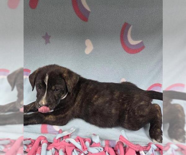 Medium Photo #1 Irish Terrier-Unknown Mix Puppy For Sale in HESPERIA, CA, USA