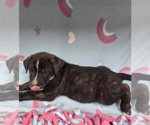 Irish Terrier-Unknown Mix Dogs for adoption in HESPERIA, CA, USA