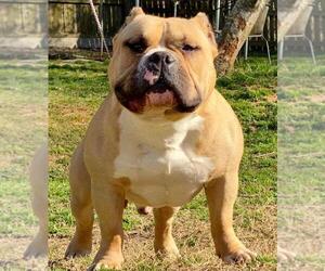 Father of the American Bully puppies born on 05/07/2021
