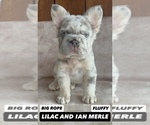 Small #1 French Bulldog