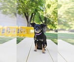 Small #6 Chihuahua