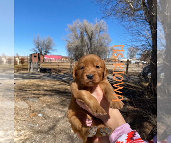 Medium Photo #1 Golden Retriever Puppy For Sale in COLORADO SPRINGS, CO, USA