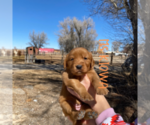 Small Photo #1 Golden Retriever Puppy For Sale in COLORADO SPRINGS, CO, USA