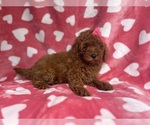 Small #8 Goldendoodle (Miniature)