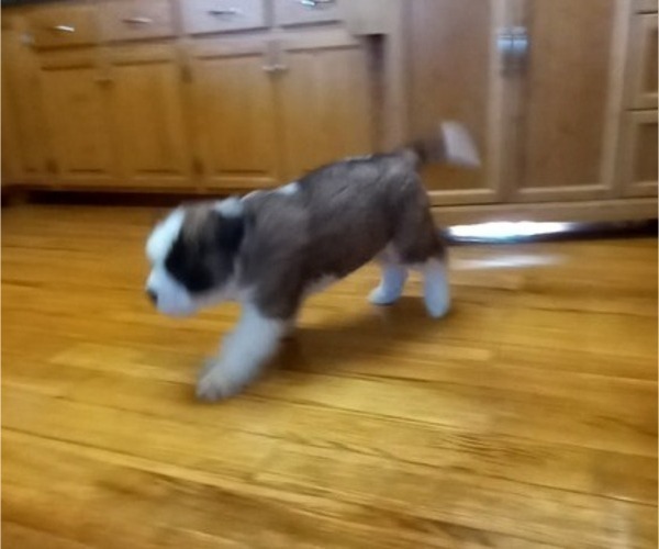Medium Photo #8 Saint Bernard Puppy For Sale in BETHEL, MO, USA