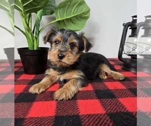 Yorkshire Terrier Puppy for sale in FRANKLIN, IN, USA