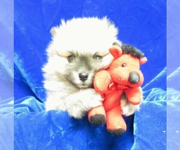 Medium Photo #4 Pomeranian Puppy For Sale in NORWOOD, MO, USA