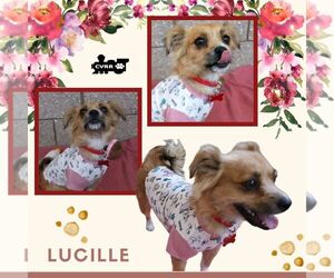 Colonial Cocker Spaniel-Unknown Mix Dogs for adoption in Lindsay, CA, USA