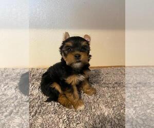 Yorkshire Terrier Puppy for Sale in CORTEZ, Colorado USA