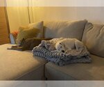 Small #10 Jack Russell Terrier Mix