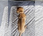 Small #4 Rhodesian Ridgeback