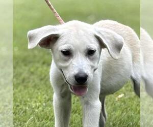Great Pyrenees-Unknown Mix Dogs for adoption in Yardley, PA, USA