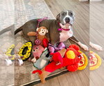 Small Photo #2 Mutt Puppy For Sale in Cliffwood, NJ, USA