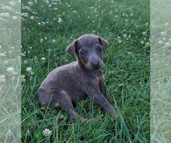 Medium Photo #9 Doberman Pinscher Puppy For Sale in MOUNT STERLING, KY, USA