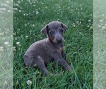 Small Photo #9 Doberman Pinscher Puppy For Sale in MOUNT STERLING, KY, USA