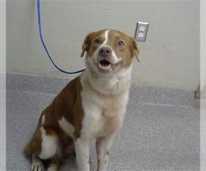 Australian Shepherd-Unknown Mix Dogs for adoption in Pasadena, TX, USA