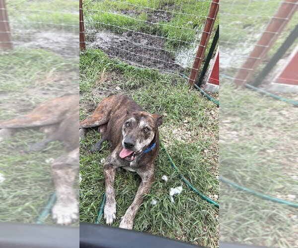 Medium Photo #4 Great Dane Puppy For Sale in Bullard, TX, USA