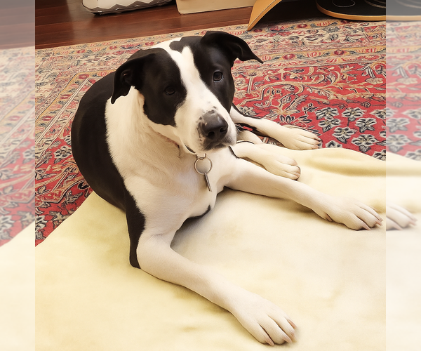 Medium Photo #8 Border Collie-Unknown Mix Puppy For Sale in Laramie, WY, USA
