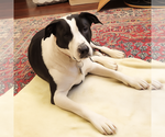 Small #7 Border Collie Mix