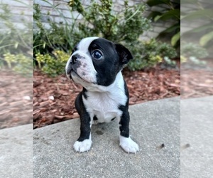 Boston Terrier Puppy for sale in WASHBURN, MO, USA