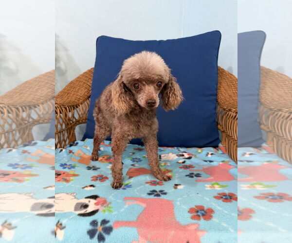 Medium Photo #3 Poodle (Toy) Puppy For Sale in Pacolet, SC, USA