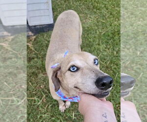 Mutt Dogs for adoption in Oakhurst, NJ, USA