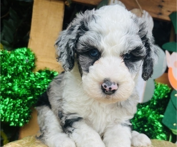 Medium Photo #4 Sheepadoodle Puppy For Sale in HUNTINGTON BEACH, CA, USA
