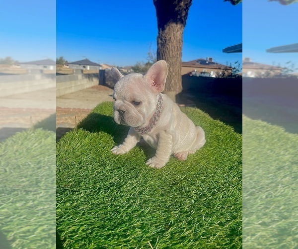 Medium Photo #5 French Bulldog Puppy For Sale in SANTA MONICA, CA, USA