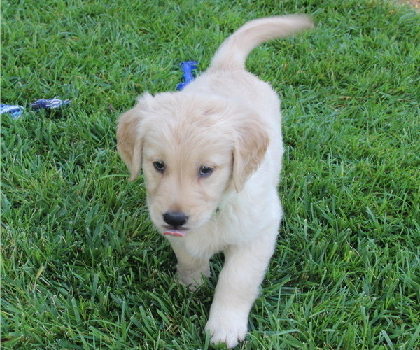 Medium Photo #3 Golden Retriever Puppy For Sale in FRESNO, CA, USA